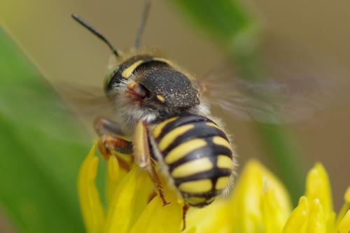 Anthidium oblongatum